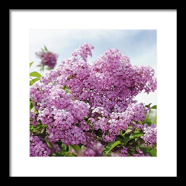 Lilacs With Sky - Framed Print