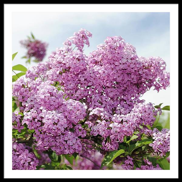 Lilacs With Sky - Framed Print