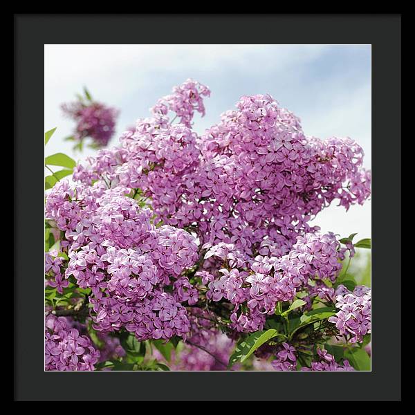 Lilacs With Sky - Framed Print