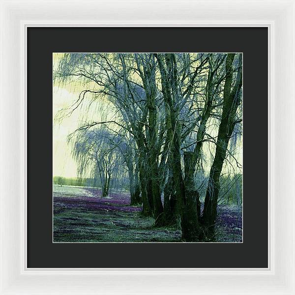 Line of Weeping Willow Trees - Framed Print