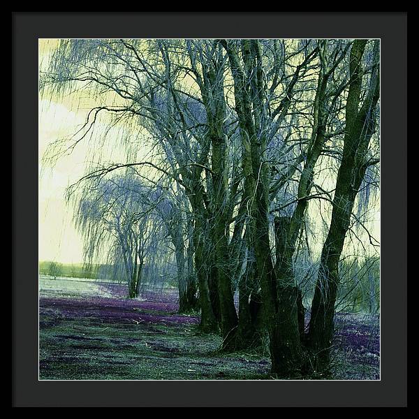 Line of Weeping Willow Trees - Framed Print