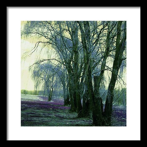 Line of Weeping Willow Trees - Framed Print
