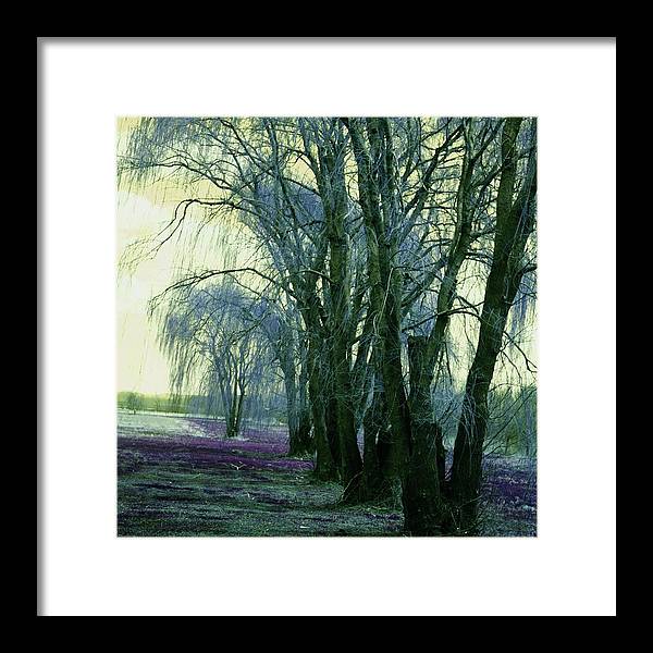 Line of Weeping Willow Trees - Framed Print