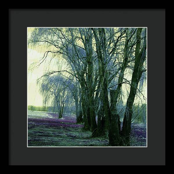 Line of Weeping Willow Trees - Framed Print