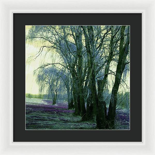 Line of Weeping Willow Trees - Framed Print