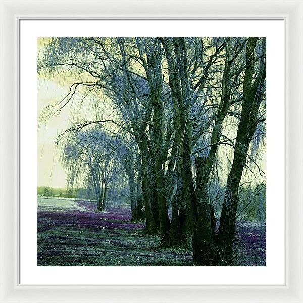 Line of Weeping Willow Trees - Framed Print