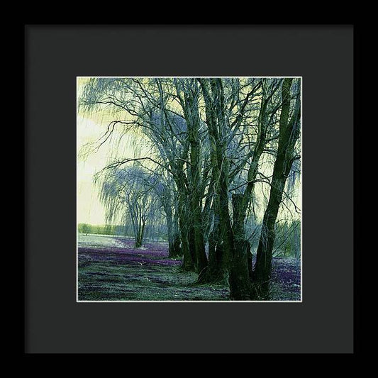 Line of Weeping Willow Trees - Framed Print