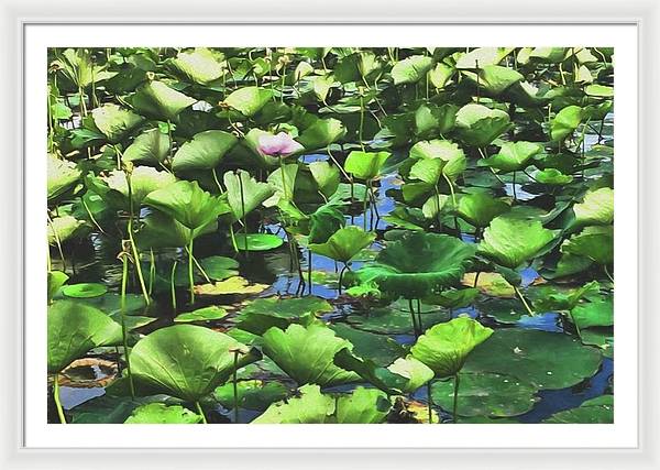 Lotus With Pink Blossom - Framed Print
