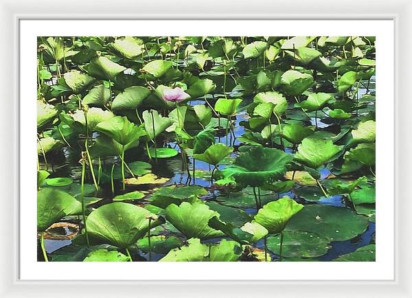 Lotus With Pink Blossom - Framed Print