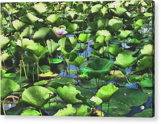 Lotus With Pink Blossom - Acrylic Print