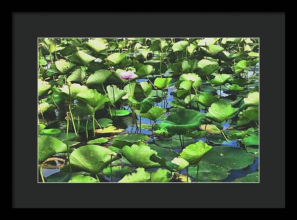 Lotus With Pink Blossom - Framed Print