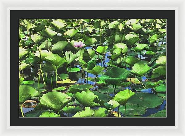 Lotus With Pink Blossom - Framed Print