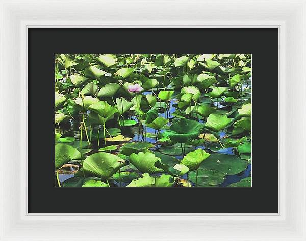 Lotus With Pink Blossom - Framed Print