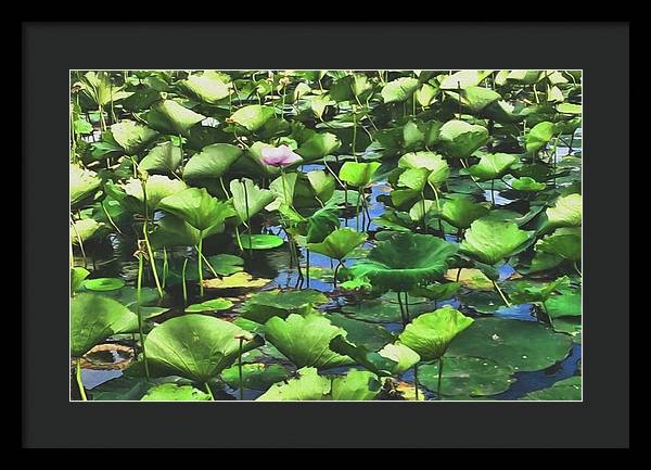 Lotus With Pink Blossom - Framed Print