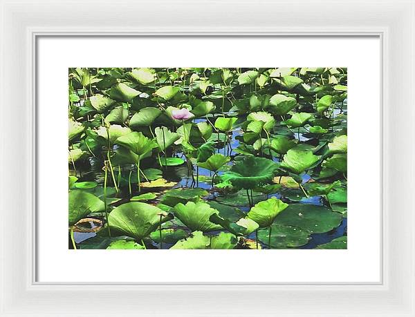 Lotus With Pink Blossom - Framed Print