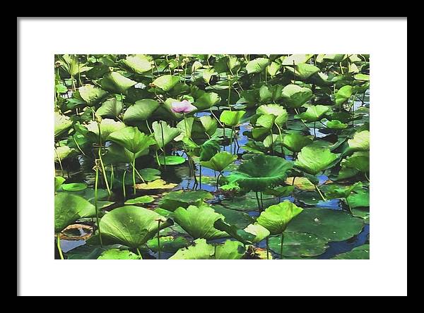 Lotus With Pink Blossom - Framed Print
