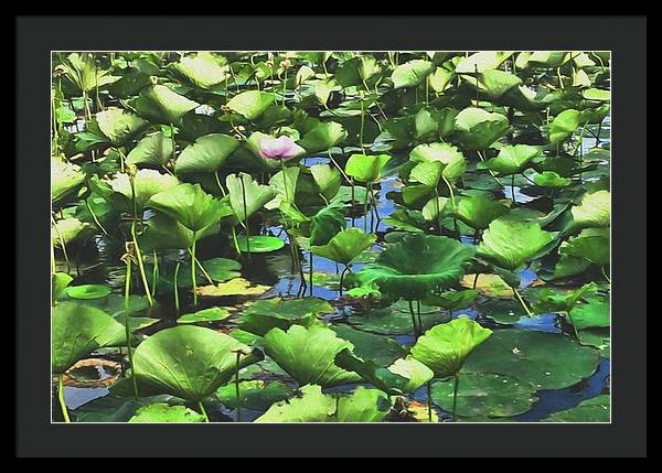 Lotus With Pink Blossom - Framed Print