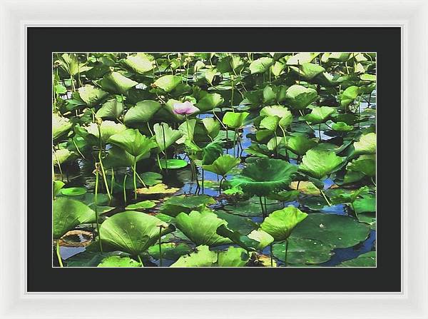 Lotus With Pink Blossom - Framed Print