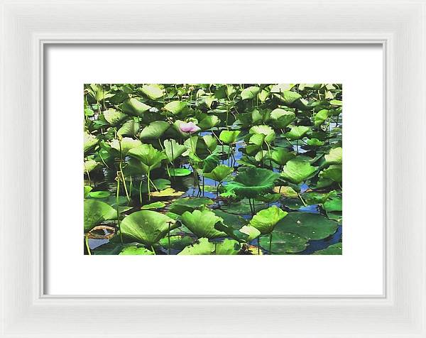 Lotus With Pink Blossom - Framed Print
