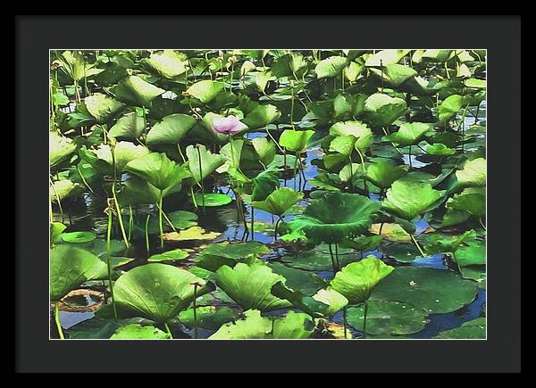 Lotus With Pink Blossom - Framed Print