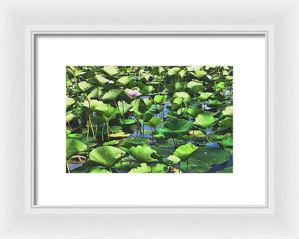 Lotus With Pink Blossom - Framed Print