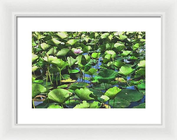 Lotus With Pink Blossom - Framed Print