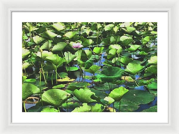 Lotus With Pink Blossom - Framed Print
