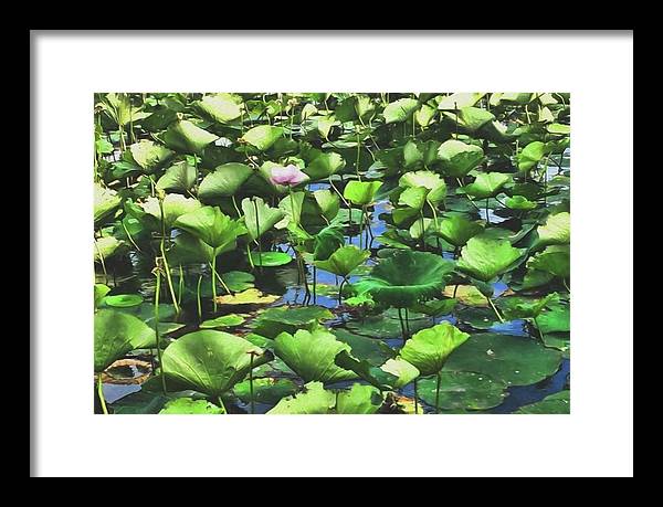 Lotus With Pink Blossom - Framed Print