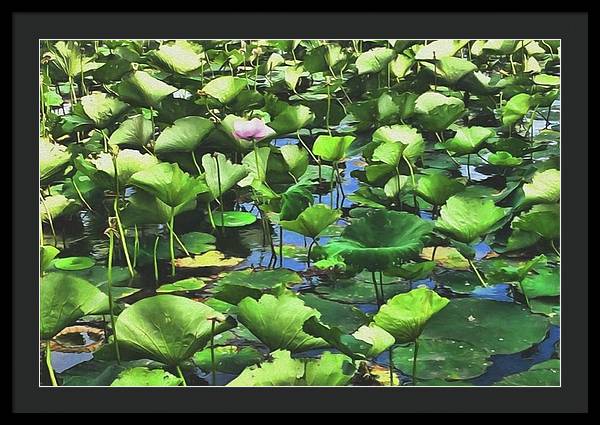 Lotus With Pink Blossom - Framed Print