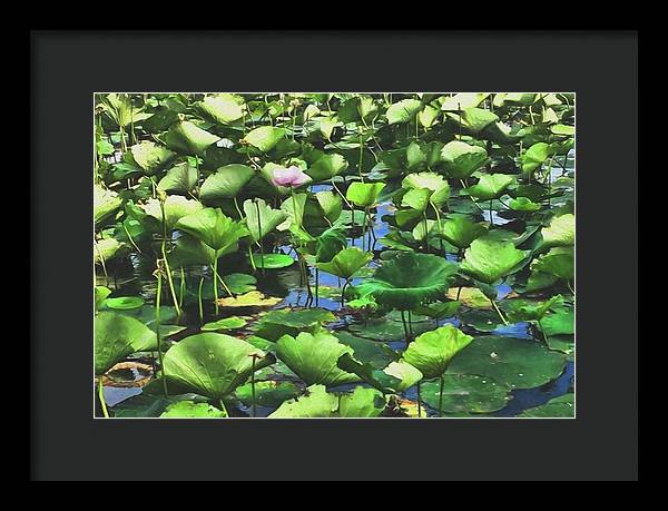 Lotus With Pink Blossom - Framed Print