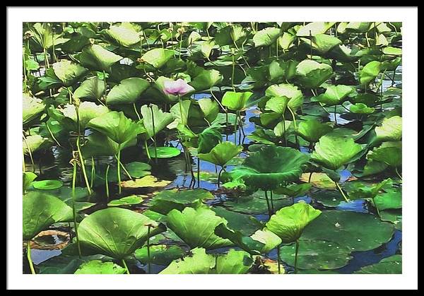 Lotus With Pink Blossom - Framed Print