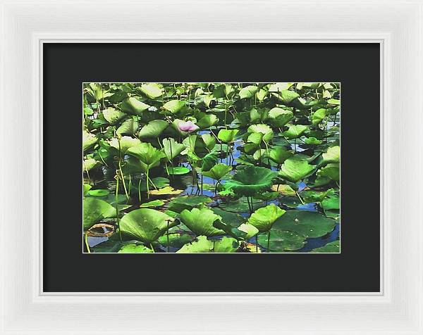 Lotus With Pink Blossom - Framed Print