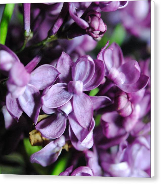 Macro Lilacs - Canvas Print