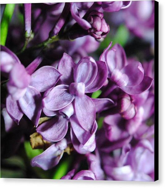 Macro Lilacs - Canvas Print