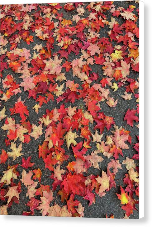 Maple Leaves In October 1 - Canvas Print