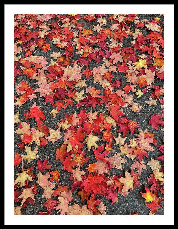 Maple Leaves In October 1 - Framed Print