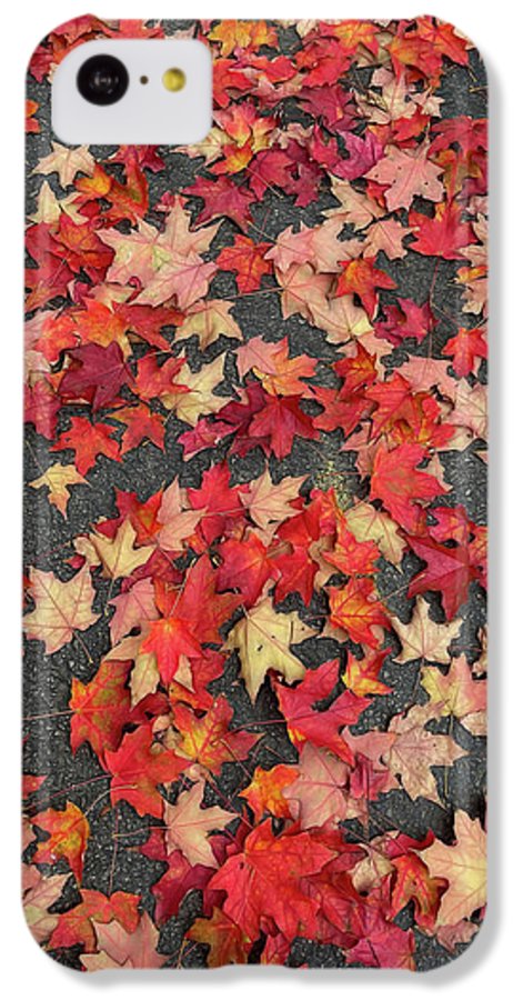 Maple Leaves In October 1 - Phone Case