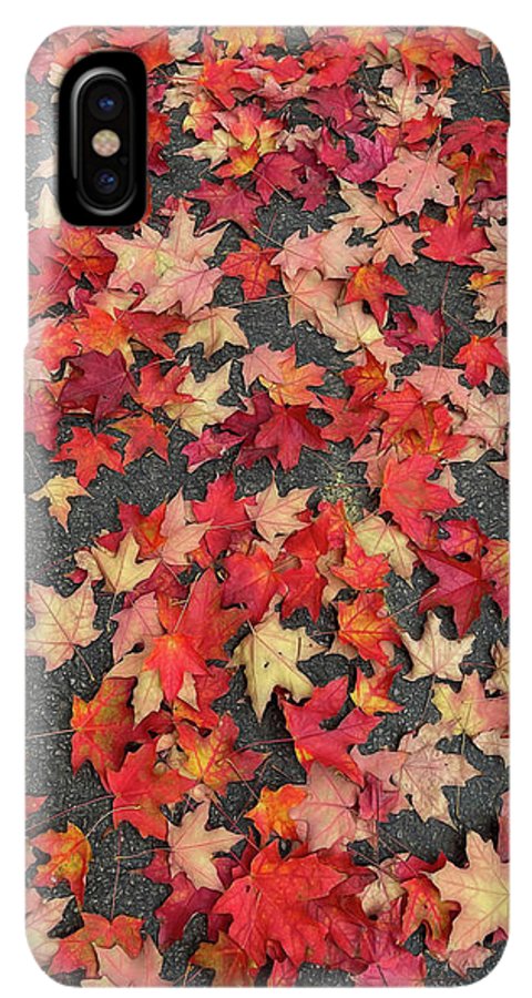 Maple Leaves In October 1 - Phone Case