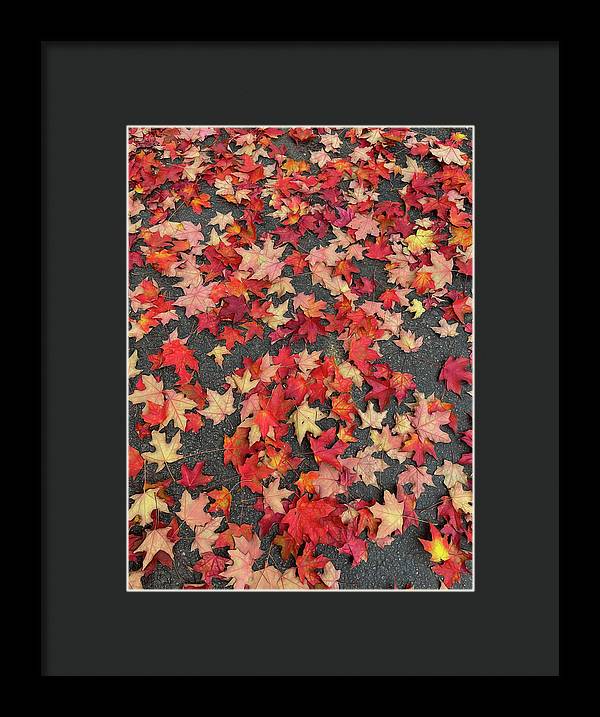 Maple Leaves In October 1 - Framed Print