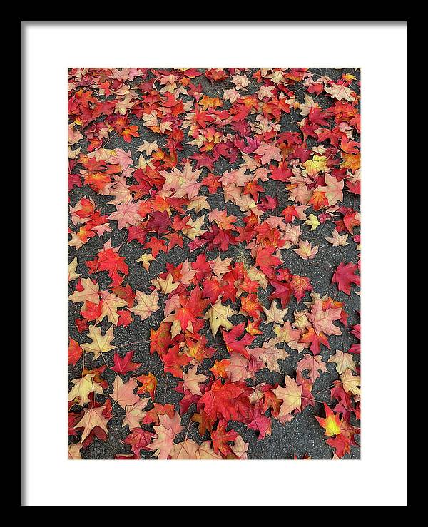 Maple Leaves In October 1 - Framed Print