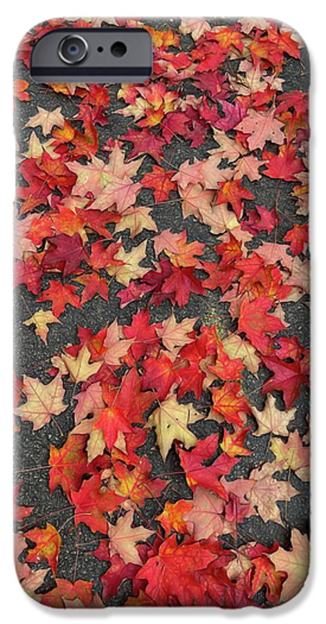 Maple Leaves In October 1 - Phone Case