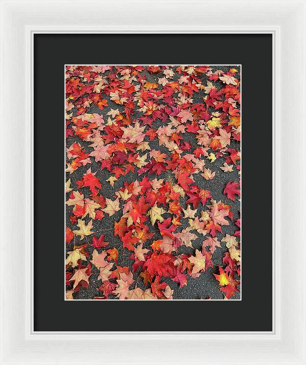 Maple Leaves In October 1 - Framed Print