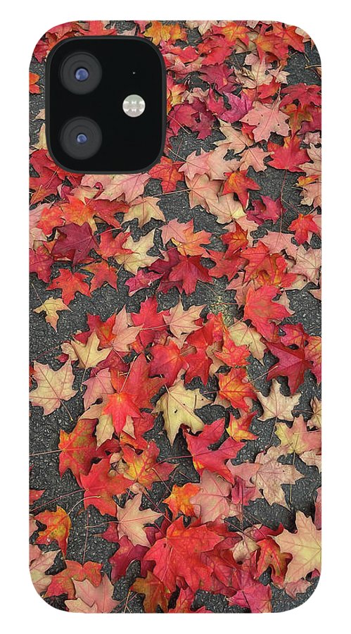 Maple Leaves In October 1 - Phone Case