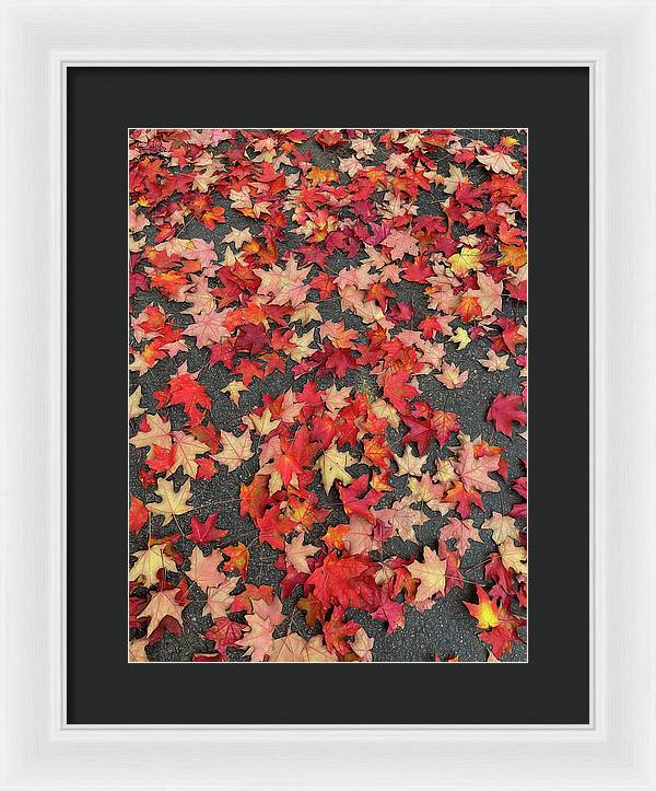 Maple Leaves In October 1 - Framed Print