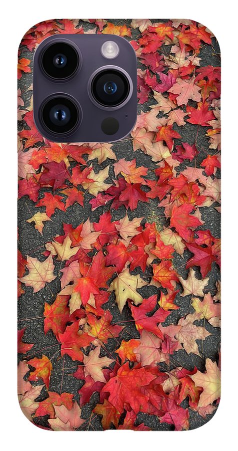 Maple Leaves In October 1 - Phone Case