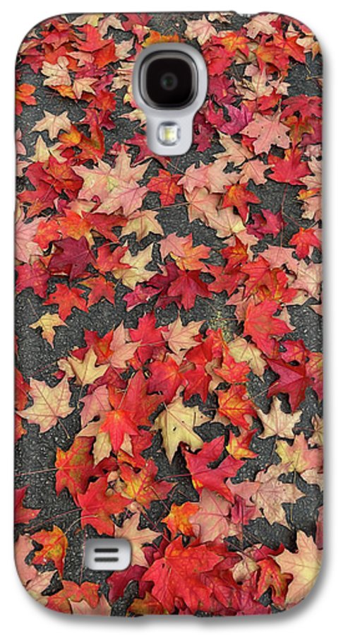 Maple Leaves In October 1 - Phone Case