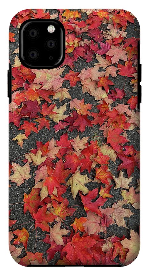 Maple Leaves In October 1 - Phone Case