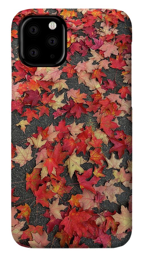 Maple Leaves In October 1 - Phone Case