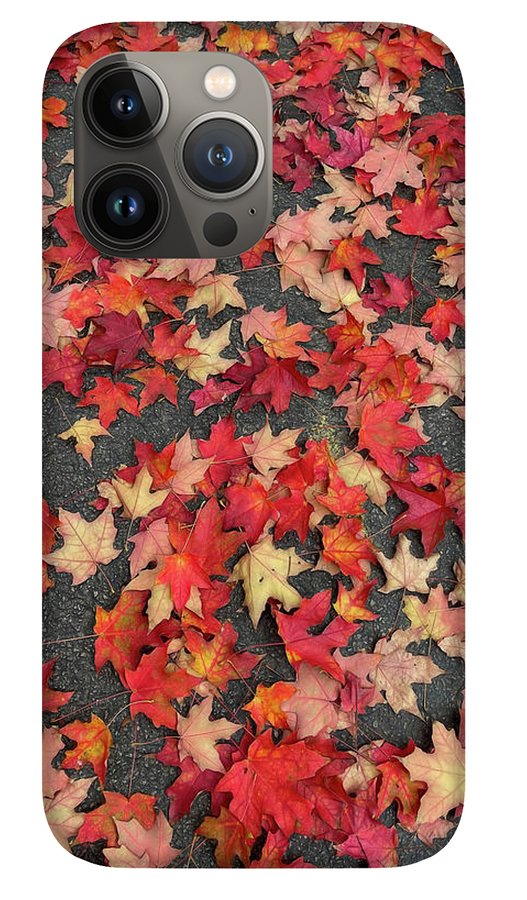 Maple Leaves In October 1 - Phone Case