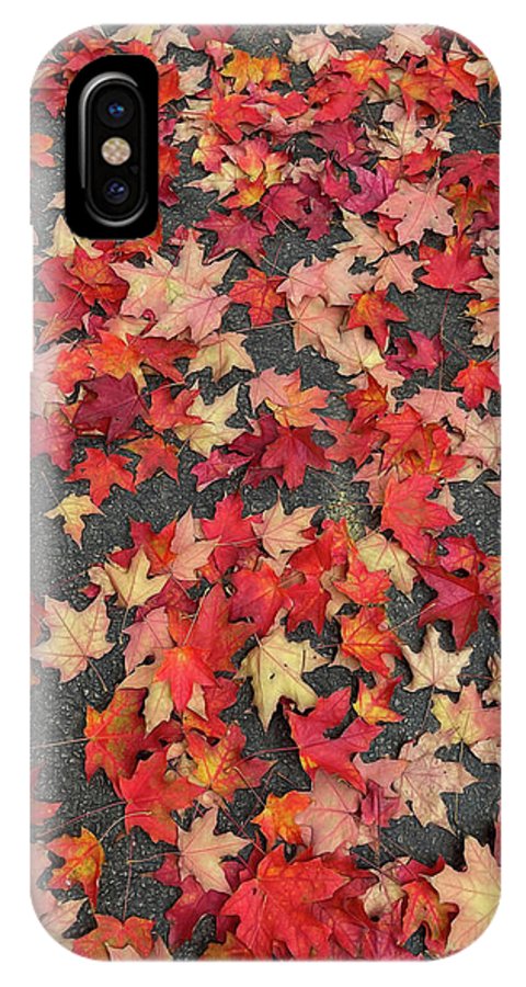 Maple Leaves In October 1 - Phone Case